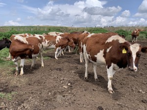 Dairy